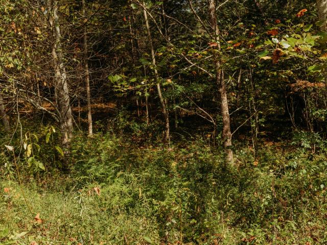 Land for sale in Wolfe, Kentucky