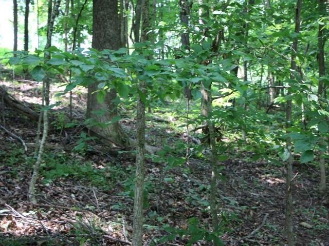 Land for sale in Kentucky