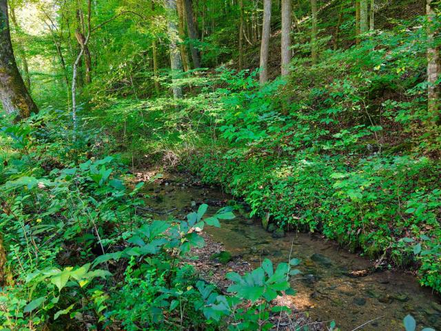 Land for sale in Powell, East Tennessee