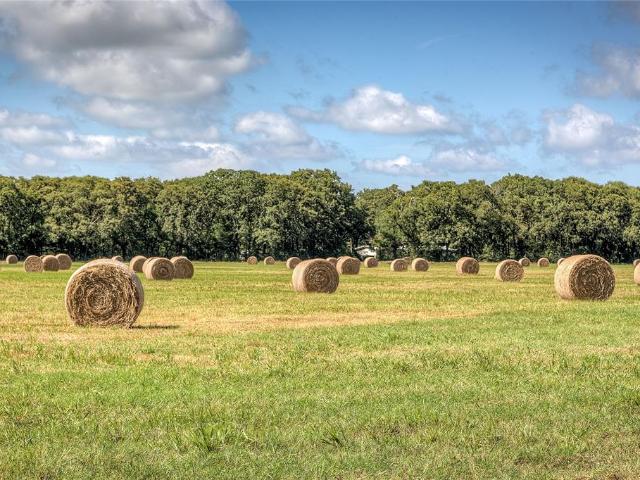 Land for sale in Wills Point, Texas