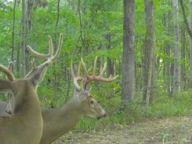 Land for sale in Cannelton, Indiana