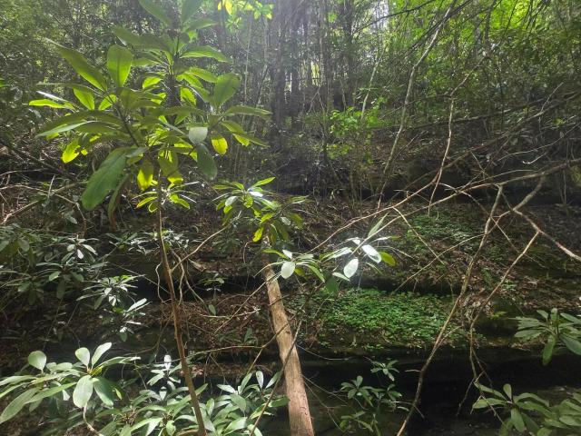 Land for sale in Wolfe, Kentucky