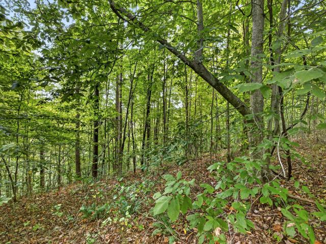 Land for sale in Neely Crossroads, Celina