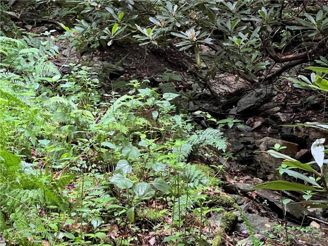 Land for sale in Watauga, North Carolina