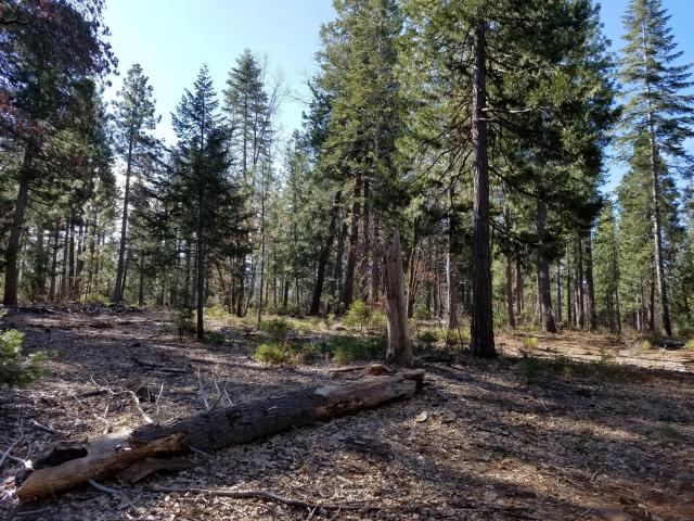 Land for sale in Shasta, California