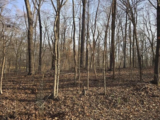 Land for sale in Cadiz, Trigg County