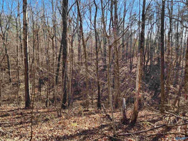 Land for sale in Mentone, Georgia