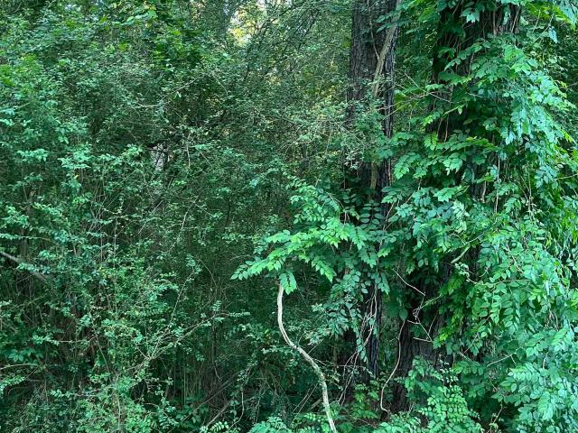 Land for sale in Ark
