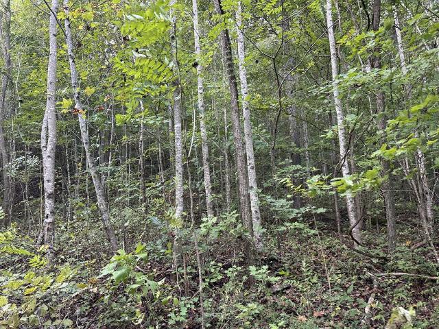 Land for sale in Middle Tennessee, Tennessee