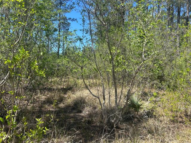 Land for sale in Kountze, Texas