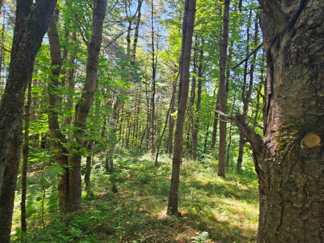 Land for sale in New Hampshire