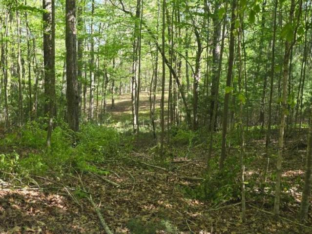 Land for sale in Morganton, Georgia