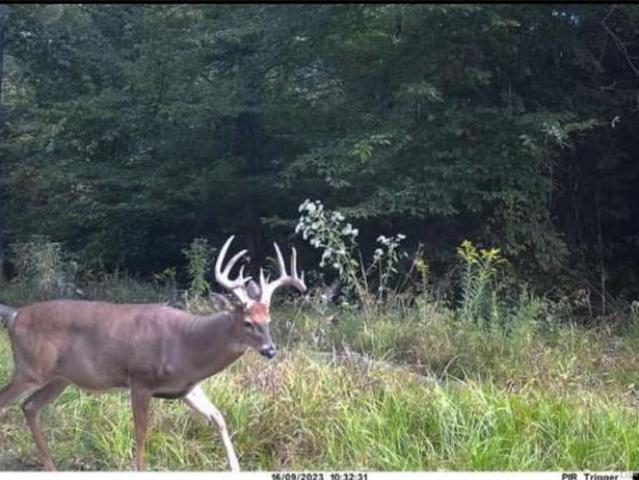 Land for sale in Cannelton, Indiana