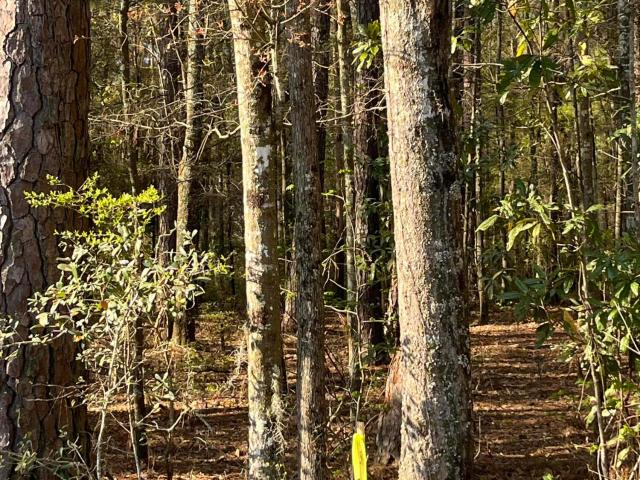 Land for sale in Adams Run, South Carolina