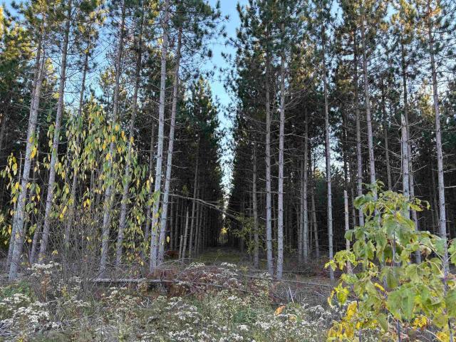 Land for sale in Pelican Lake, Wisconsin