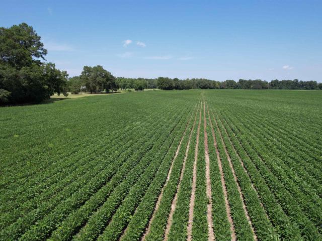 Land for sale in Kingstree, South Carolina