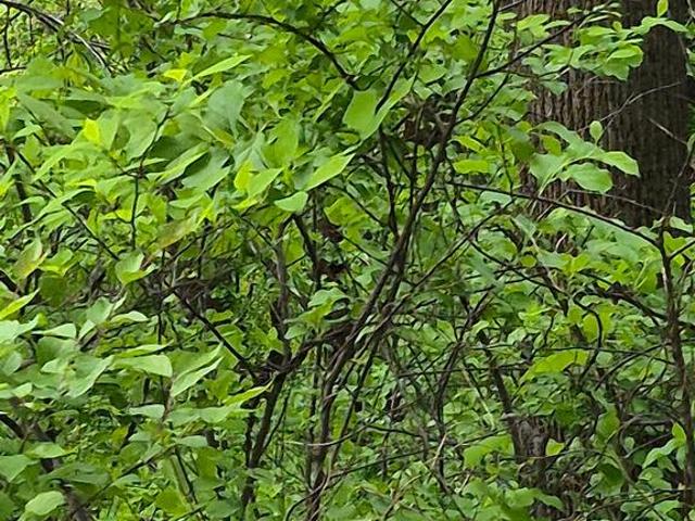 Land for sale in Virginia