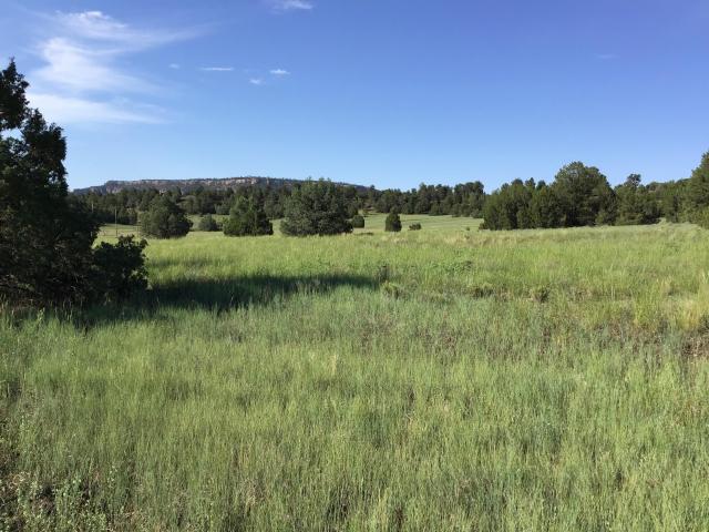 Land for sale in Ramah / Tłʼohchiní, Cibola County