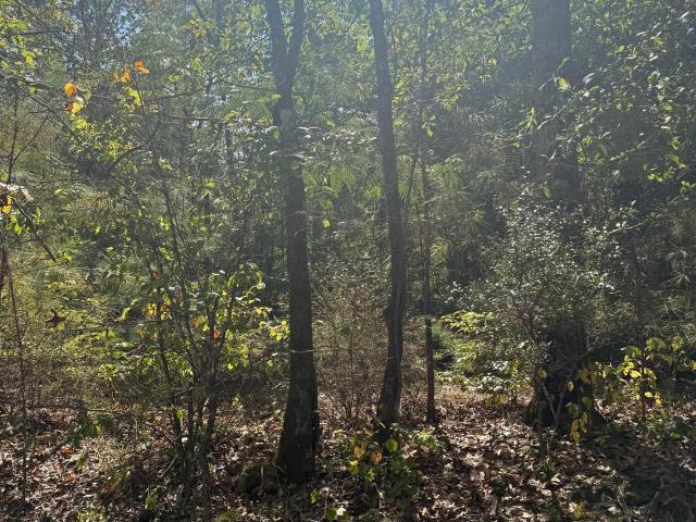 Land for sale in Wedowee, Alabama