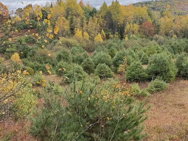 Land for sale in New Hampshire