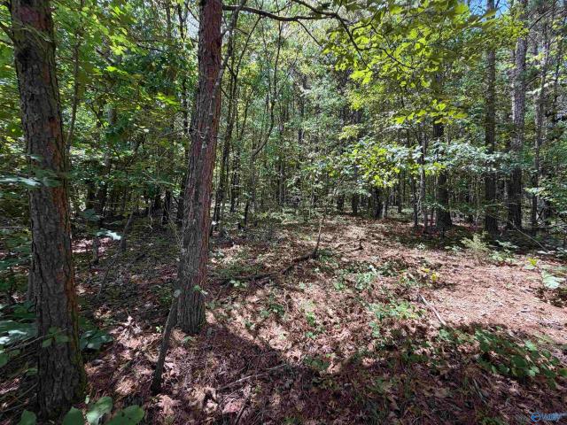 Land for sale in Leesburg, Alabama