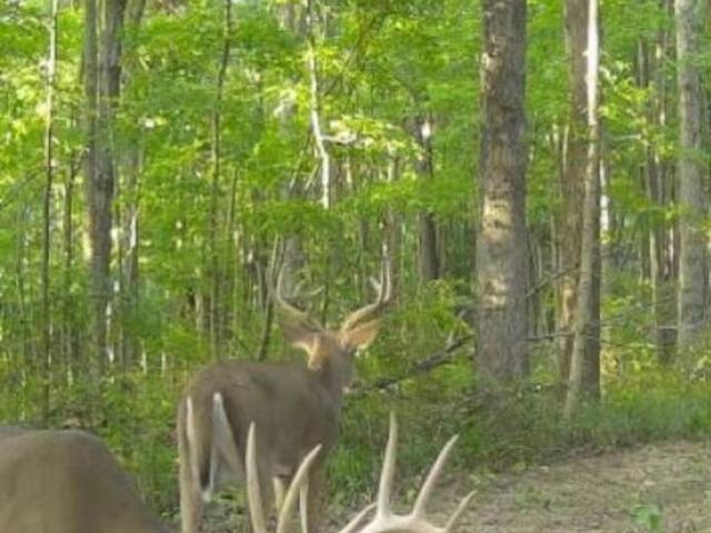 Land for sale in Cannelton, Indiana
