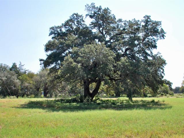 Land for sale in Schulenburg, Texas