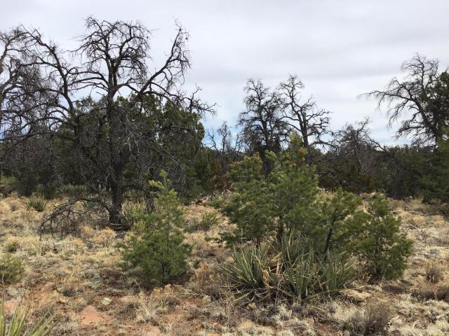 Land for sale in Ramah, New Mexico