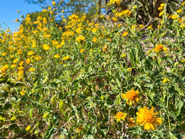 Land for sale in Bandera, Bandera County
