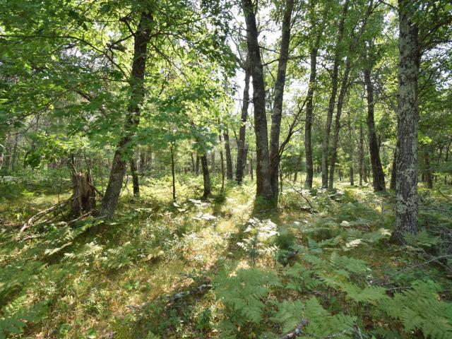 Land for sale in Swiss, Wisconsin