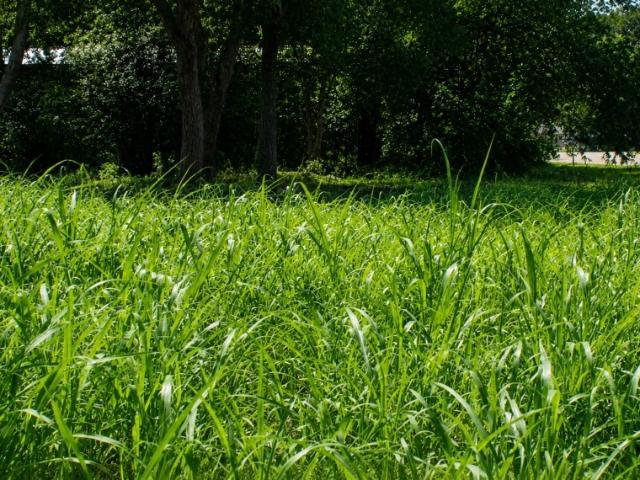 Land for sale in Waelder, Texas