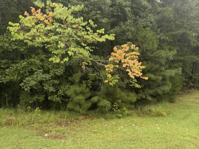 Land for sale in Prosperity, South Carolina