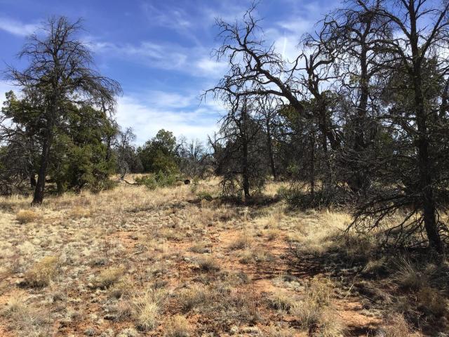 Land for sale in Ramah, New Mexico