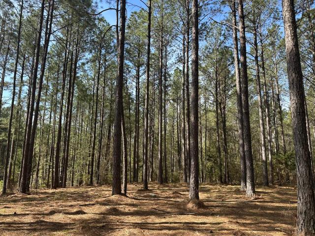 Land for sale in Providence Ferry on Lake Thurmond, Lincolnton