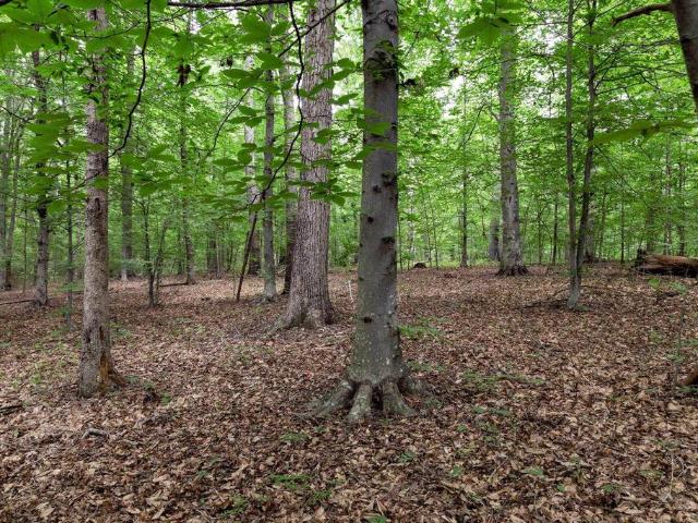 Land for sale in Virginia