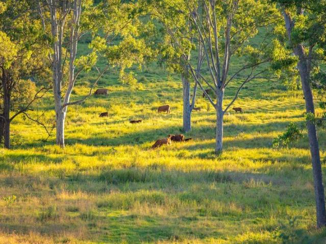 Land for sale in Langshaw, Queensland