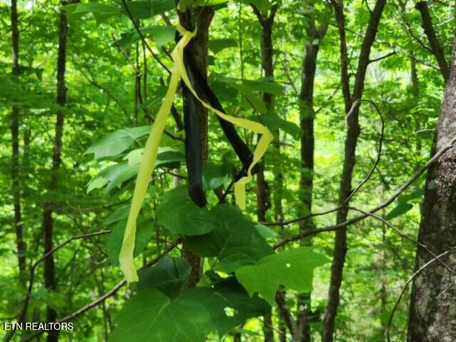 Land for sale in Tennessee