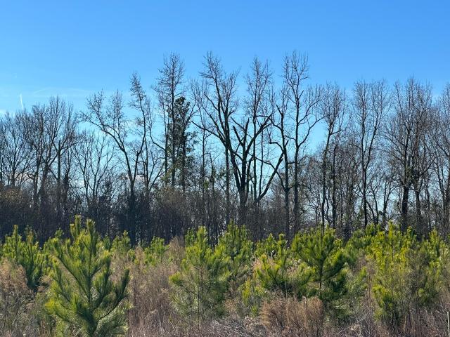 Land for sale in Louisville, Georgia