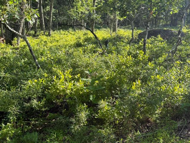 Land for sale in Dingmans Ferry, Pennsylvania