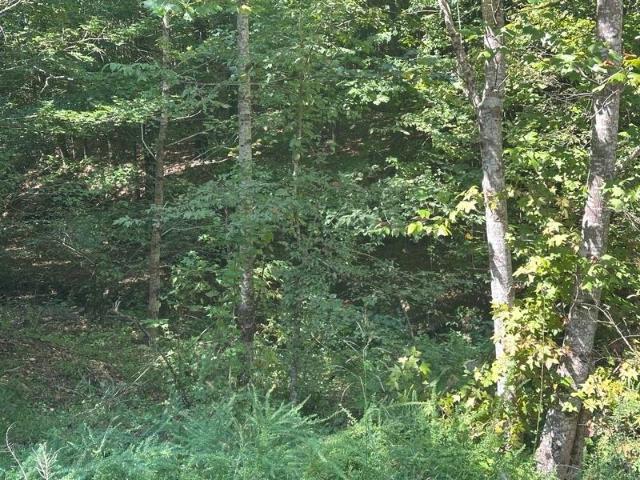 Land for sale in Russellville, Alabama