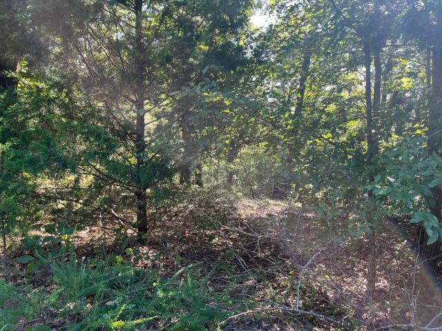Land for sale in Murray, Kentucky