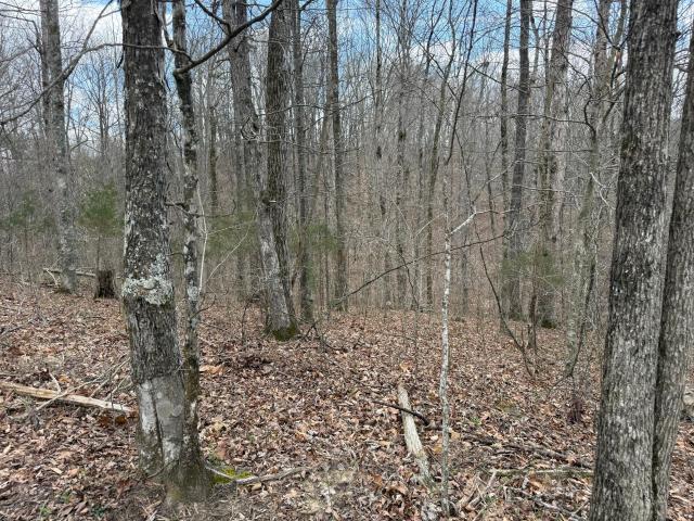 Land for sale in Monticello, Kentucky