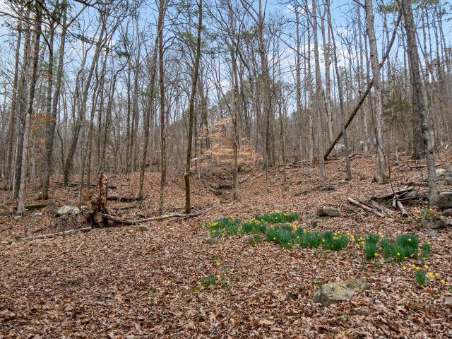 Land for sale in Tennessee