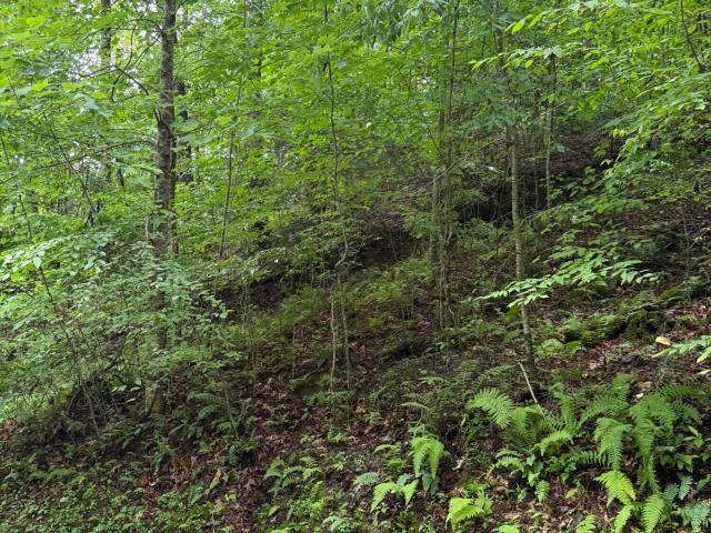 Land for sale in North Carolina