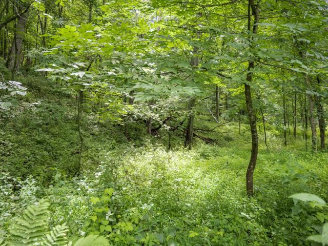 Land for sale in Wisconsin