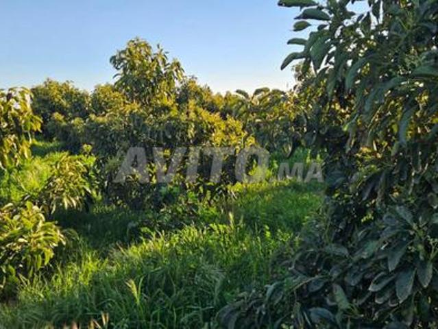 Propriété vente à Sidi Allal El Bahraoui