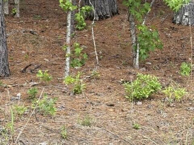 Land for sale in Elko, South Carolina