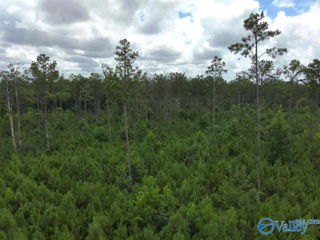 Land for sale in Somerville, Alabama