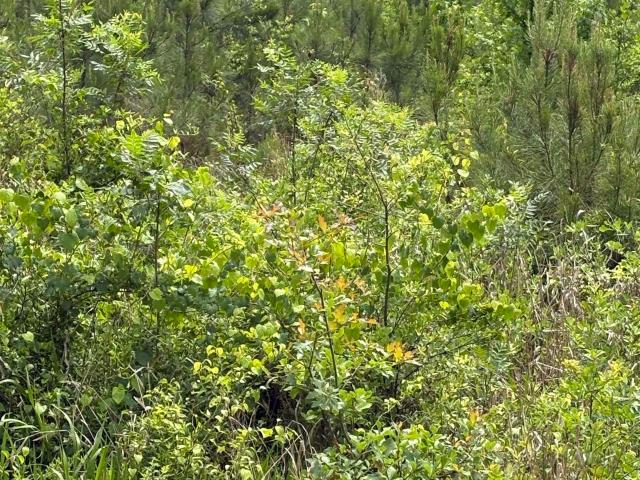Land for sale in Salley, Aiken County