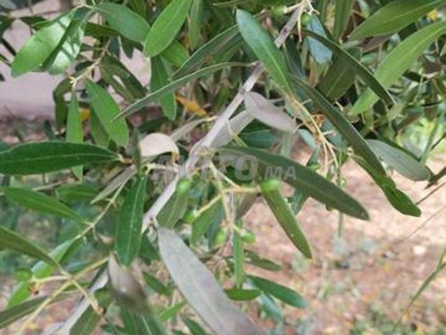 Propriété vente à Mediouna, Gharb-Chrarda-Beni Hssen